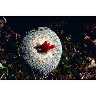 Xương rồng Epithelantha micromeris (Size ~3cm)