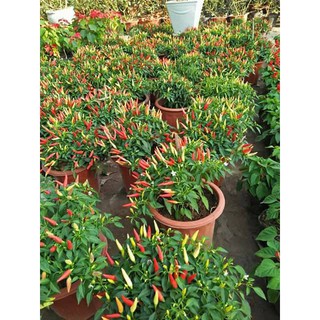 Hạt Giống Ớt Chỉ thiên ngũ sắc