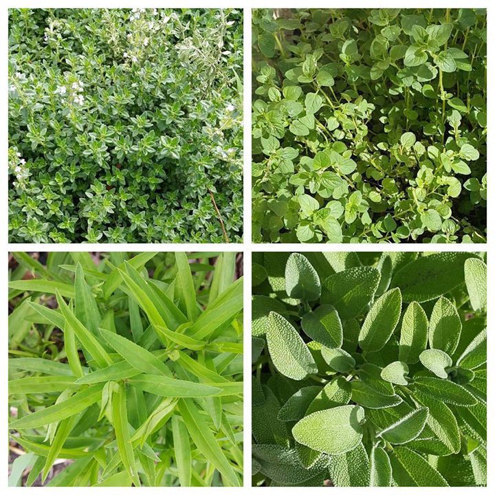 Hạt Giống Rau Thơm Các Loại (Mè Hàn Quốc, Oregano, Parsley, Thyme, Tía Tô Beefsteak plant )