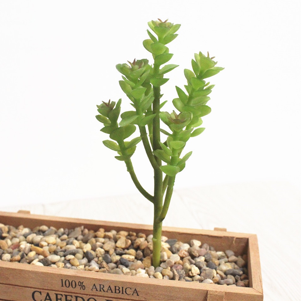 Cây mọng nước giả trang trí nhà cửa/ quán cafe DIY