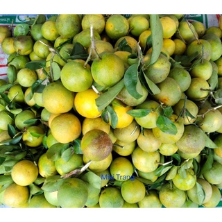 Cam xoàn tươi combo 5kg