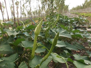 Hạt giống hoa chomchan