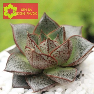 Sen đá bông hồng đen size từ 5cm - Sen Đá xương rồng cây phong thuỷ văn phòng đẹp