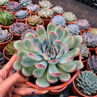 Sen đá viền tím (chậu đại 15cm)