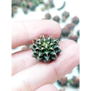 Xương rồng Lb lai tím