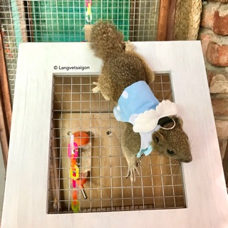 Lồng sóc và đồ chơi cho sóc