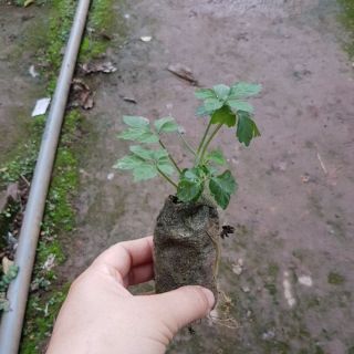 💙Combo 3 cây giống giảo cổ lam❣️❣️MUA 3 TẶNG 1❣️❣️ Với đơn hàng thanh toán trước