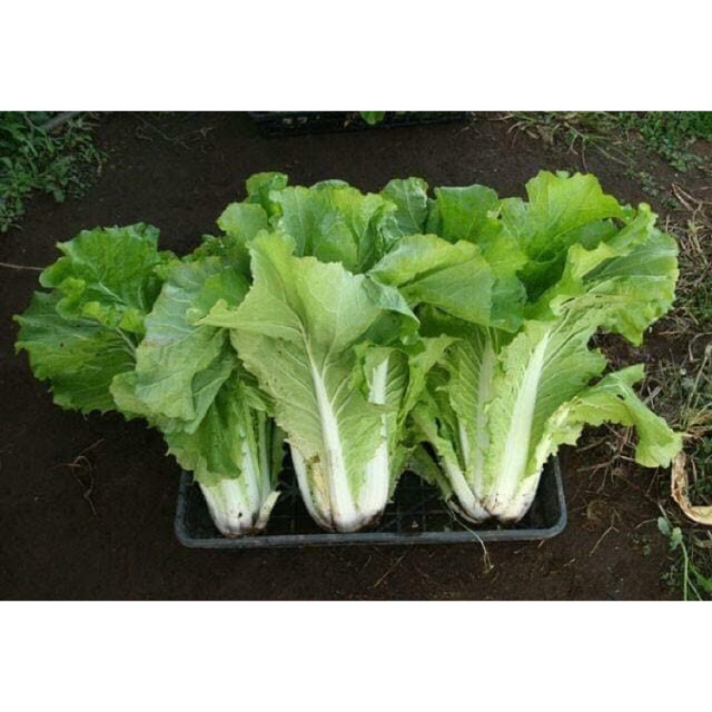 Hạt giống cải dúng Thái lan