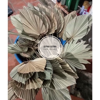 Lá cọ khô trang trí/decor