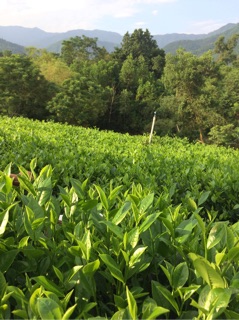 Trà Sạch Thái Nguyên 500gr