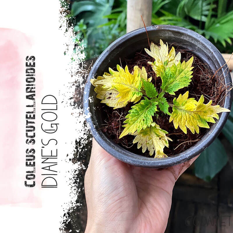 Cây Coleus scutellarioides Diane’s Gold (Lá Gấm Diane’s Gold) chậu nhựa 10cm