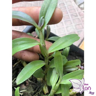 Lan Phi Điệp 🍀FREESHIP🍀 Hồng Mỹ Nhân  [ Ươm Kie ]