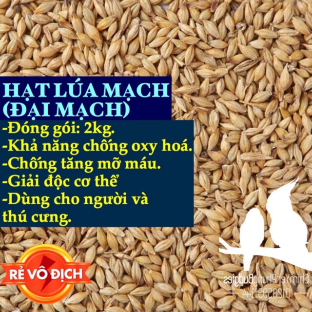 2kg hạt Lúa Mạch/Đại Mạch  thức ăn dinh dưỡng cho thú cưng cung cấp nhiều chất xơ.