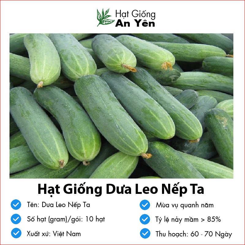 Hạt giống Dưa Leo Nếp Ta thu hoạch sớm, dễ trồng, nảy mầm cao, sinh trưởng khoẻ