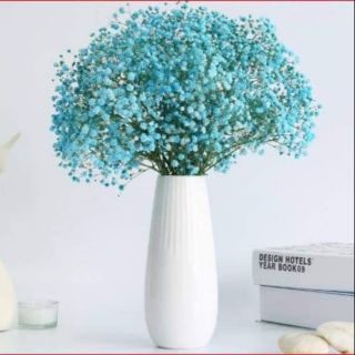 Hoa baby xanh trời