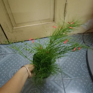 Cây liễu tường hoa đỏ