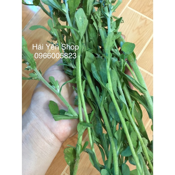 Cây Rau Khúc tươi_khô_cây giống