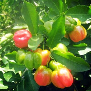 Combo 3 sơri thái + 2 sơri ta