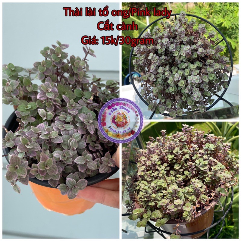 Thài lài tổ ong/cây pink lady/cây tóc rối/cây tóc xù/thài lài lá nhỏ/thài lài mini cắt cành