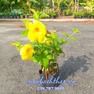 Cây Hoa Huỳnh Anh Lá Lớn Trồng Sân Vườn