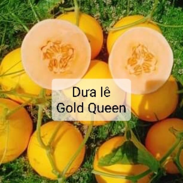 Hạt giống dưa lê Gold Queen chuẩn Mỹ ảnh độc quyền tại farm shop