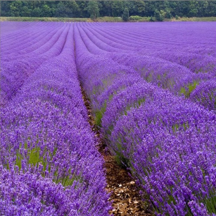 50h hạt giống hoa oải hương Lavender