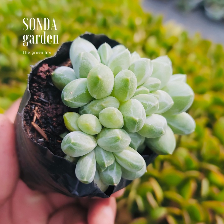 Sen đá kim cương trắng bụi SONDA GARDEN size bé 4-5cm, xuất xứ Đà Lạt, khoẻ đẹp, lỗi 1 đổi 1