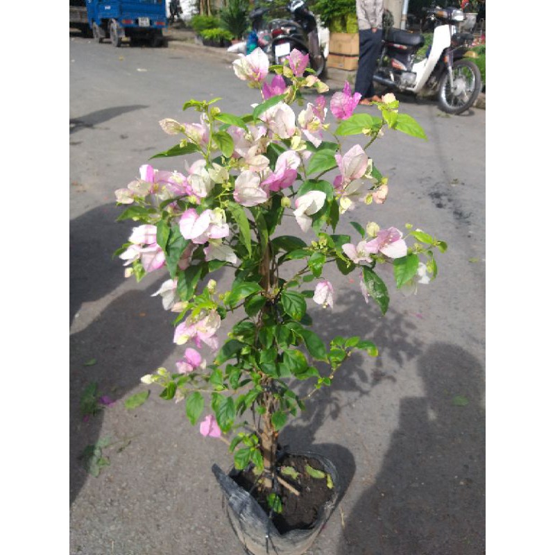 Cây Hoa Giấy Thái leo giàn