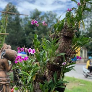 Denro mini giống