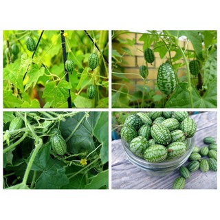 Hạt giống Dưa Hấu Mini