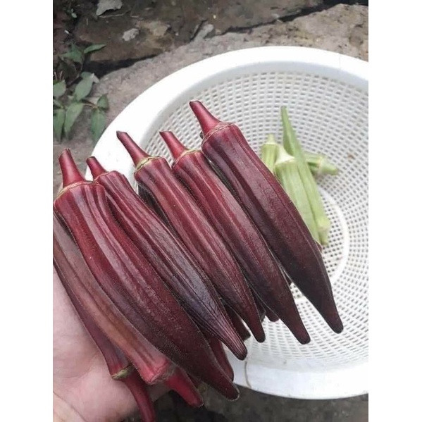 Hạt giống đậu bắp đỏ lùn siêu quả f1 Thái Lan nhập khẩu  😍🧡Freeship ❤️💥chất lượng cao