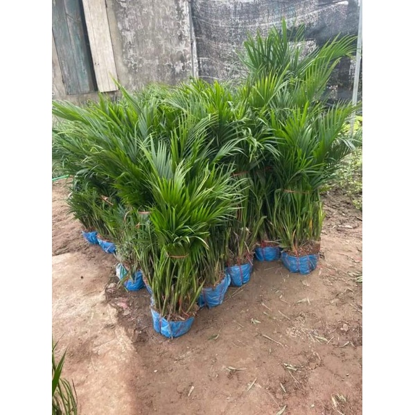 Giống Cau Phú Quý