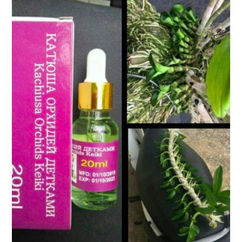 KEIKI NGA 20ML Kích mầm hoa lan