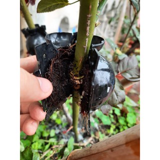 Combo 10 bầu chiết cành size S màu đen