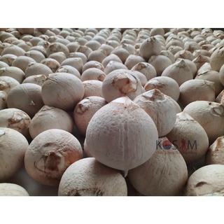 Dừa trọc Bến Tre