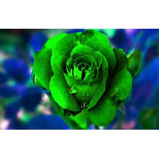 10 gốc hồng đủ màu