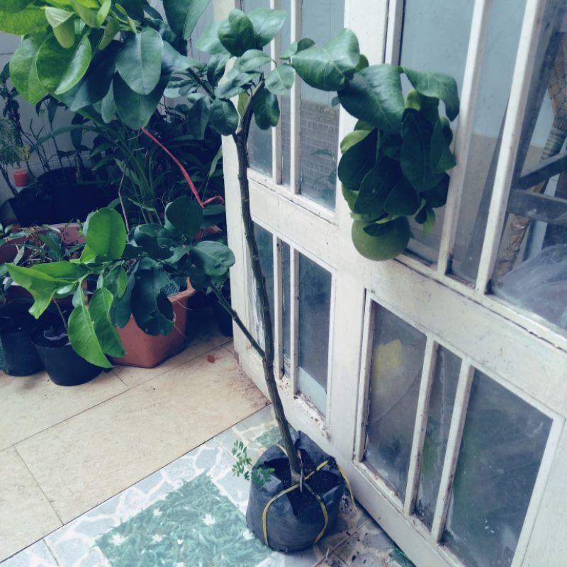 Cây bưởi ruột đỏ, cao 100cm, cây đẹp.có trái.