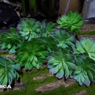 Hoa giả - Sen đá giả trang trí nhà cửa, cắm hoa để bàn siêu xinh, tạo không gian xanh mát