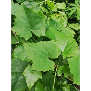 5 dây bình bát giống (dễ trồng)