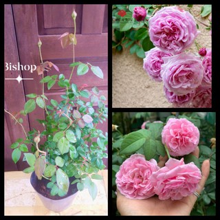 Chậu Hồng Ngoại BigShop