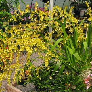 Hoa Lan Vũ Nữ giống