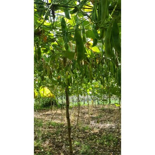 Hạt Đậu Ngự 0.5kg