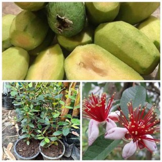 Cây  giống ổi dứa  cao 60_70 cm