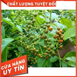 Combo 2Kg Cây Xạ Đen Khô - Chính gốc Hoà Bình - Hàng Công Ty