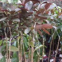 ỔI TÍM MALAIXIA CHUẨN GIỐNG