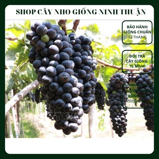 Cây nho Kẹo 126 - Giống nho mới 2021 - Màu đen