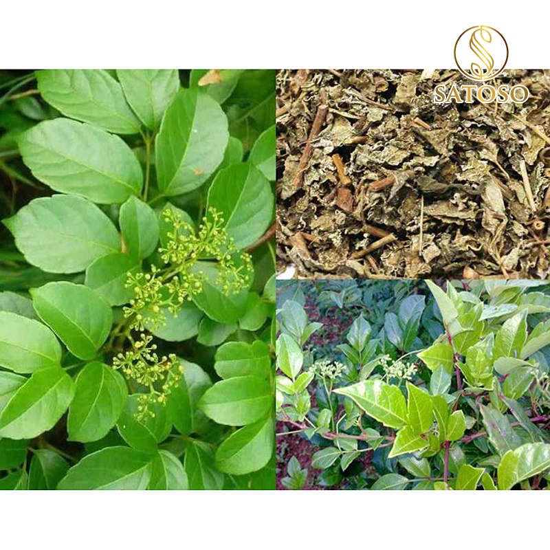 Chè dây Cao Bằng thượng hạng 1kg thanh lọc tốt cho sức khỏe SATOSO SA75