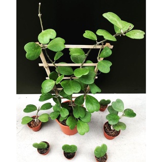 Hoya Kerrii (Cẩm Cù lá tim) ảnh thật