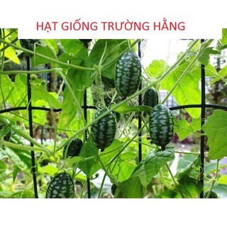 Hạt Giống Dưa Hấu Mini - 10 Hạt