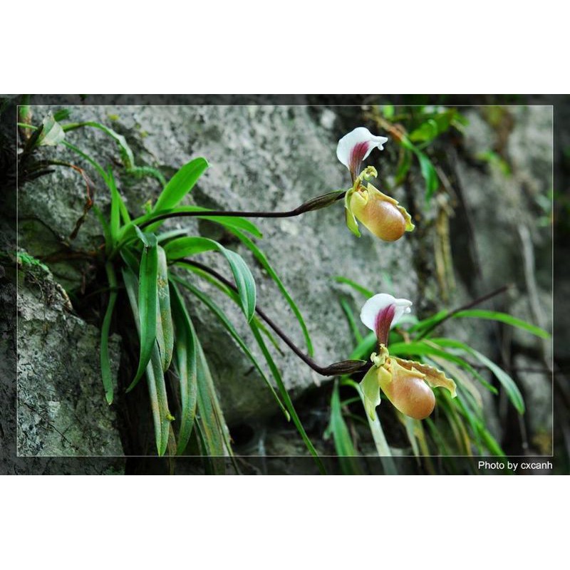 Lan hài cooci 1 cây